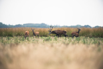 Red deer stag picking up scent of hinds during rutting season. N