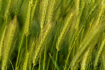 Green grain