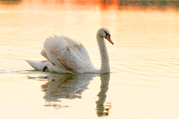 Lonely swan