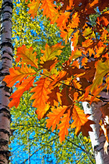 Branches with bright autumn oak leaves