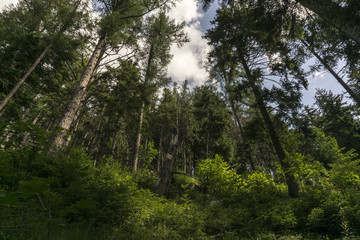 Great, old forest. Belianske Tatry. Slovakia