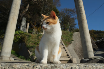 島の猫　香川県　男木島　豊玉姫神社近辺にて