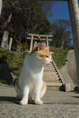 島の猫　香川県　男木島　豊玉姫神社近辺にて