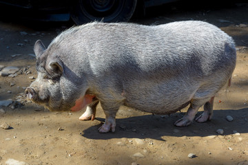 Large pot-bellied vietnamese pig.