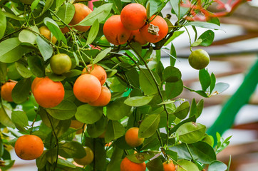 selective focus shot,branches with the fruits of the tangerine trees. orange and green colour.