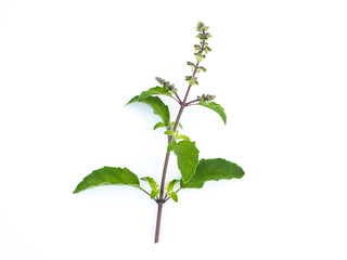 Naklejka premium Basil herb on white background.