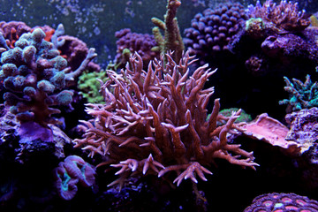 Naklejka premium Ultra pink SPS coral