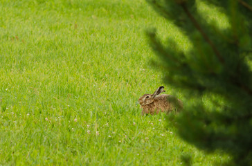 Rabbit sitting on green grass