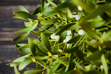 Green mistletoe close up. 