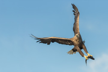 Fototapeta na wymiar Hunting Eagle close up.