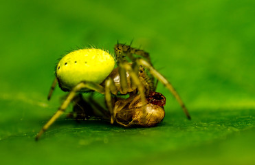 Macro photo of spider
