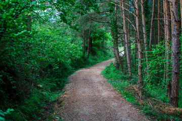 Fototapeta premium Road in the forest