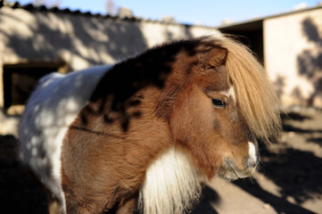 pony