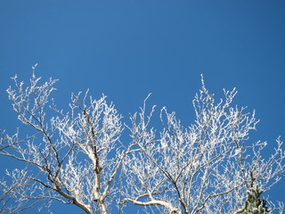 雪化粧した木と青空