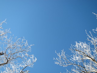 雪化粧した木と青空