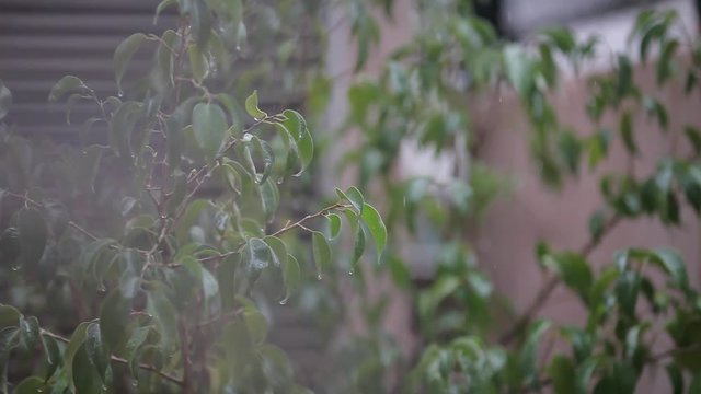 lluvia de tormenta y gotas que caen