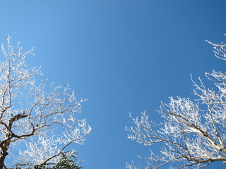 雪化粧した木と青空