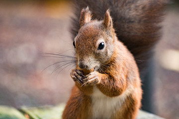 Eichh&ouml;rnchen