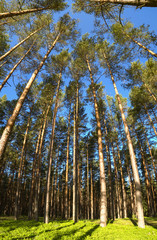 Morning sunrise and trees