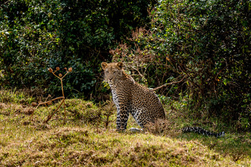 Leopard