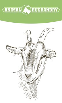 sketch of goat drawn by hand. livestock. animal grazing