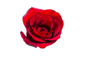 selection of beautiful red rose flower isolated on white backgro