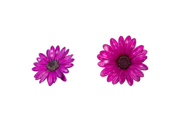 isolated purple Chrysanthemum flowers on white background