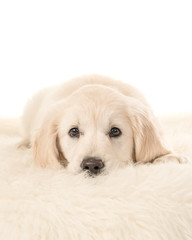 Cute blond golden retriever puppy lying down facing the camera lying on a fur on a white background