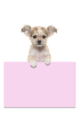 Cute chihuahua puppy dog holding a pink paper board with room for text on a white background