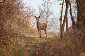 Red deer portrait on the forest