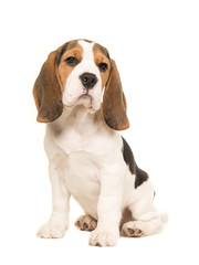 Cute beagle puppy dog sitting on a white background © Elles Rijsdijk