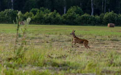 Naklejka na ściany i meble Roe deer on field