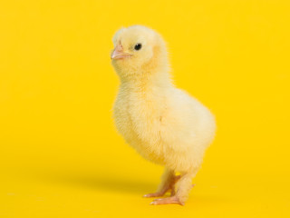 Cute yellow baby chicken on a yellow background