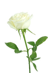 isolated white rose flower on white background