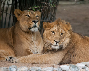 Fototapeta na wymiar Lions pride portrait
