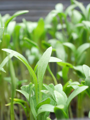 Obraz premium grow coriander in flowerpot