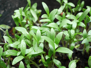 grow coriander in flowerpot