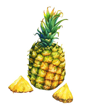 Ripe pineapple with green leaves. Watercolor illustration on a white background.
