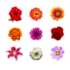 collection of various colorful flowers contain with hibisus, chrysanthemum cosmos, dahlia, gaillardia, marigold flower