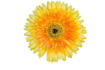 selection of yellow gerbera on white background