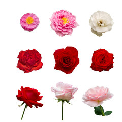 colection of nine beautiful red and pink rose flower isolated on