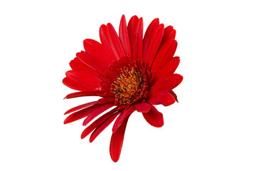 isolated red gerbera flower on white background