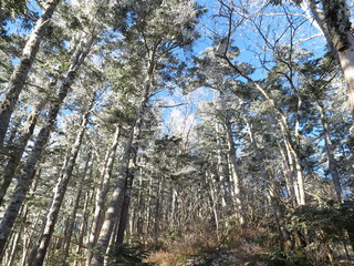 雪化粧した木々