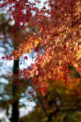 秋と紅葉
