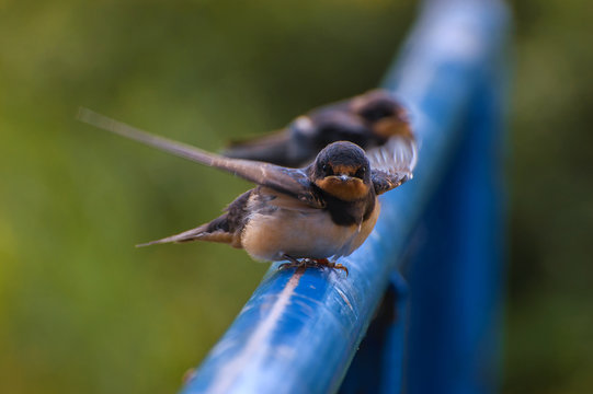 EUROPEAN SAND MARTIN