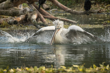 Fototapeta premium Pelikan