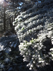 雪化粧したツガorモミ類