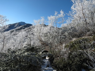 雪化粧した木々と山