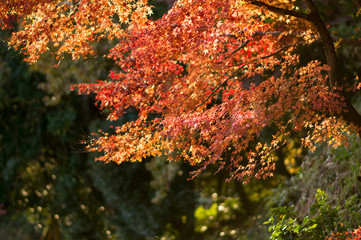 秋と紅葉

