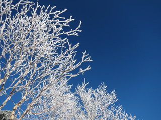 雪化粧した木と青空